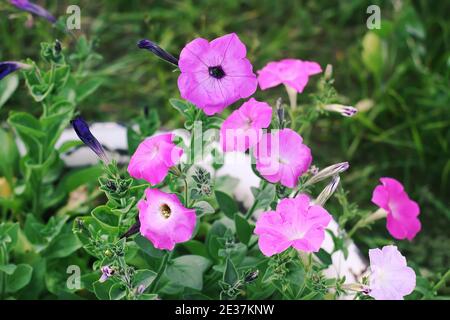 Bindenkraut, Convolvulus sp. Lila Blume, verderbliche Unkrautpflanze. Stockfoto