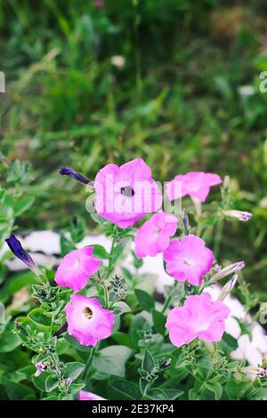 Bindenkraut, Convolvulus sp. Lila Blume, verderbliche Unkrautpflanze. Stockfoto