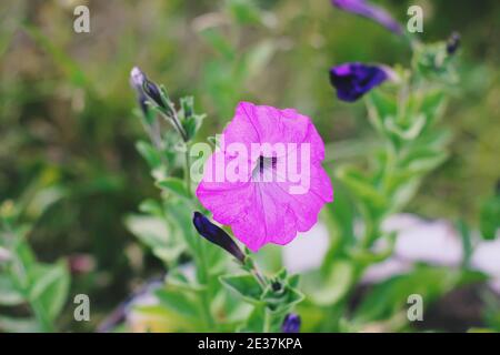 Bindenkraut, Convolvulus sp. Lila Blume, verderbliche Unkrautpflanze. Stockfoto