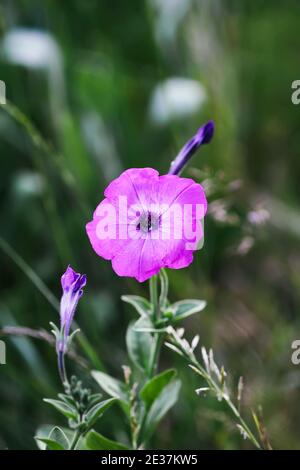 Bindenkraut, Convolvulus sp. Lila Blume, verderbliche Unkrautpflanze. Stockfoto