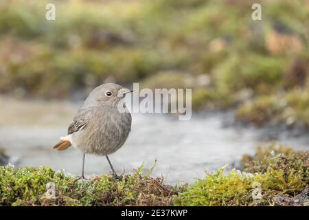 Schwarze Rotstarter Weibchen suchen nach Nahrung in der Nähe einer Pfütze Wasser (Phoenicurus ochruros) Stockfoto