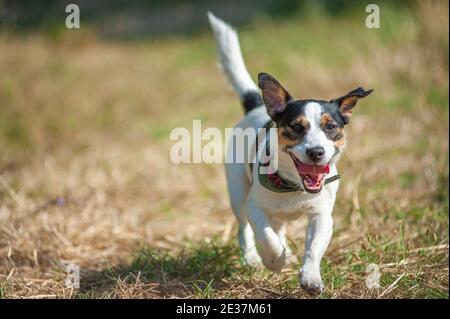 Jack Russell Terrier läuft frei in einem Naturpark. Natürliche Umgebung, grünes Gras Stockfoto