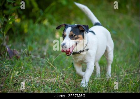 Jack Russell Terrier läuft frei in einem Naturpark. Natürliche Umgebung, grünes Gras Stockfoto