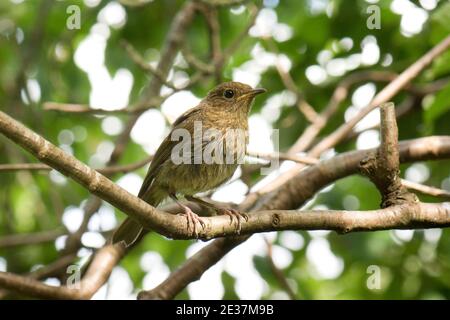 Jungtier Robin, Erithacus rubecula, auf einem Baumzweig in einem Garten in Harwell, Oxfordshire, 19th. Juni 2018. Stockfoto