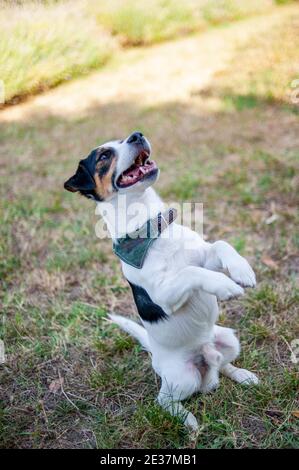 Jack Russell Terrier macht Tricks. Trainierte Hunde stehen auf zwei Beinen mit Vorderpfoten in der Luft. Bettelender Hund Stockfoto