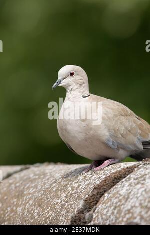 Collard Dove, Streptopelia decaocto, in Ruhe auf einem Gebäudedach in einem Garten in Harwell, Oxfordshire, 22nd. Juli 2018. Stockfoto