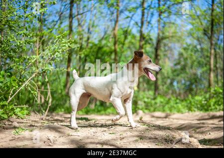 Jack Russell Terrier mit weißer Schnauze steht in einem Natürliche Umgebung an einem sonnigen Tag Stockfoto