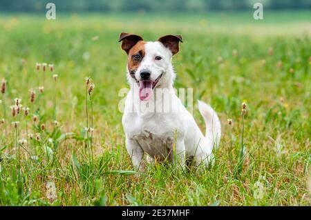 Jack Russell Terrier sitzt im Gras. Natürliche Umgebung, Zunge aus Stockfoto