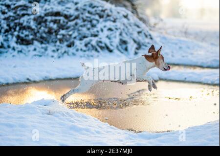 Jack Russell Terrier springt über einen vereisten Teich. Verschneite Umgebung, die Sonne reflektiert auf dem Teich Stockfoto