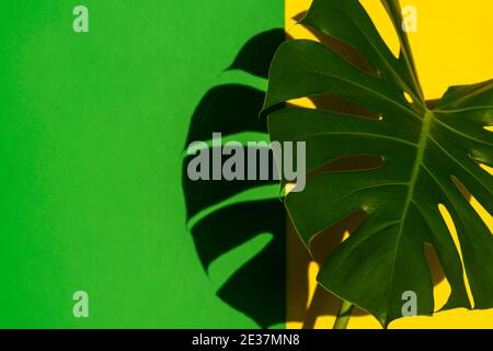Tropische Blätter Monstera auf gelbem und grünem Hintergrund. Minimaler tropischer Hintergrund im Sommer Stockfoto