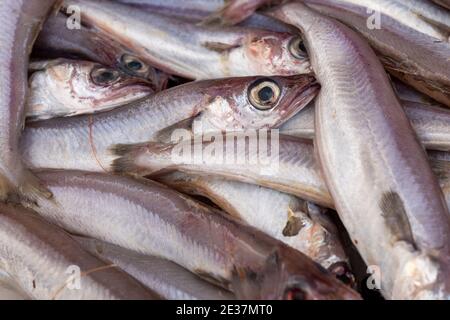 Stapel von frischem Merlangius merlangus, allgemein bekannt als Wittling oder Merling, dieser Fisch ist ähnlich wie der Seehecht, verkauft es auf dem Markt. Stockfoto