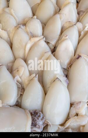 Stapel von sauberen gemeinen Tintenfisch oder europäischen gemeinen Tintenfisch (Sepia officinalis) auf dem Markt verkauft, Meeresfrüchte. Stockfoto