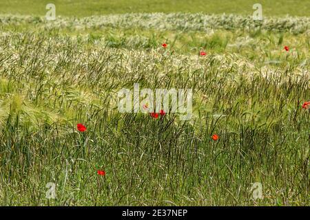 Poppies growing amongst crops, on a sunny summers day Stockfoto