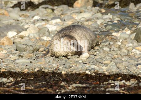 Gray Seal Welpe, Halichoerus grypus, auf Kiesstrand Bucht, Strumble Head, Pembrokeshire, Wales, 20. Oktober 2018. Stockfoto