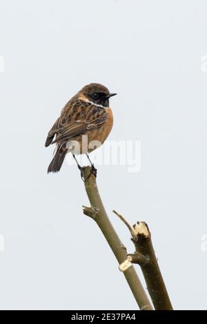 Männchen Stonechat, Saxicola rubicola, Fütterung neben gefrorenem Wasserrand im Otmoor-Reservat der RSPB, Oxfordshire, 24. Januar 2019. Stockfoto
