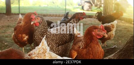 Haltung von Legehennen in einem freien Bereich Farm. Diese Hühner legen erste Qualität Bio Eier. Stockfoto