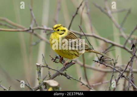 Männchen Yellowhammer, Emberiza citrinella, thront im Spätswinter in einem Heckenbusch im Otmoor-Reservat des RSPB, Oxfordshire. Stockfoto