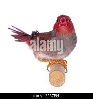 Weiblicher Weißbauchschnauzling, auch bekannt als Neochmia phaeton evangelinae Vogel. Auf einem Holzzweig sitzend, zur Kamera hinkend und beide Augen zeigend. Isoliert Stockfoto