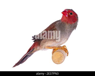 Weiblicher Weißbauchschnauzling, auch bekannt als Neochmia phaeton evangelinae Vogel. Auf einem Holzzweig sitzend. Isoliert auf weißem Hintergrund. Stockfoto