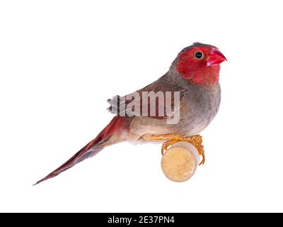 Weiblicher Weißbauchschnauzling, auch bekannt als Neochmia phaeton evangelinae Vogel. Auf einem Holzzweig sitzend. Isoliert auf weißem Hintergrund. Stockfoto