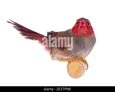 Weiblicher Weißbauchschnauzling, auch bekannt als Neochmia phaeton evangelinae Vogel. Auf einem Holzzweig sitzend, zur Kamera hinkend und beide Augen zeigend. Isoliert Stockfoto