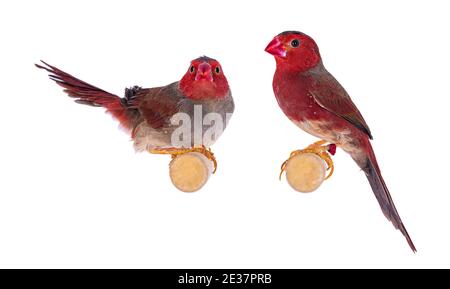 Paar weiße bauchige Crimson Finch aka Neochmia phaeton evangelinae Vögel. Auf einem Holzzweig sitzend. Isoliert auf weißem Hintergrund. Stockfoto