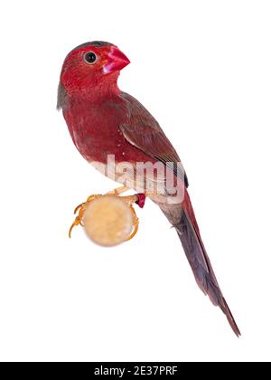 Männchen Weißer bauchig Crimson Finch aka Neochmia phaeton evangelinae Vogel. Auf einem Holzzweig sitzend. Isoliert auf weißem Hintergrund. Stockfoto