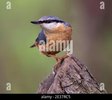 Nuthatch posiert schön auf einem Baumstumpf Stockfoto