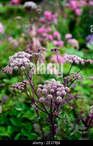 angelica sylvestris purpurea, Garten, Gärten, Blütenkopf, Blumenblüte, Blumenblüten, Blütenpracht, Dolde, Dolden, Numbelliferen, RM Floral Stockfoto