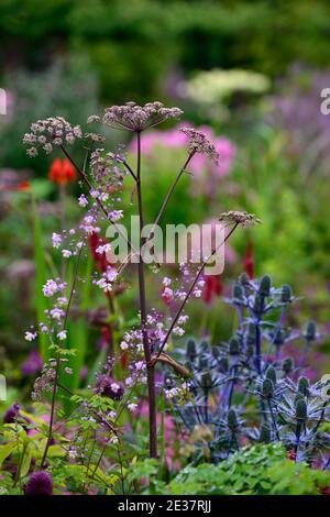 angelica sylvestris purpurea, Garten, Gärten, Blütenkopf, Blumenblüte, Blumenblüten, Blütenpracht, Dolde, Dolden, Numbelliferen, Eryngium X Zabelii Big Blue, Sea Holly, blau Stockfoto