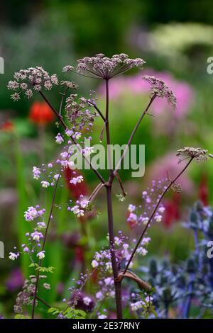 angelica sylvestris purpurea, Garten, Gärten, Blütenkopf, Blumenblüte, Blumenblüten, Blütenpracht, Dolde, Dolden, Numbelliferen, Eryngium X Zabelii Big Blue, Sea Holly, blau Stockfoto