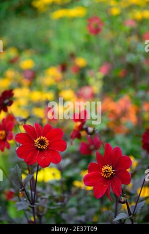 Dahlia Sämling, rote Blumen, Pfingstrose blühte Dahlie, Bett, Grenze, rote Blüte, Kombination, rote Dahlien, Blumen, Blüte, gemischte Pflanzung Schema, gemischte Bett, Stockfoto