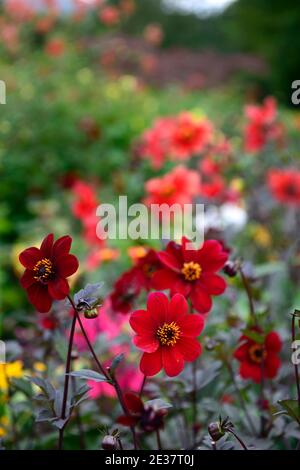 Dahlia Sämling, rote Blumen, Pfingstrose blühte Dahlie, Bett, Grenze, rote Blüte, Kombination, rote Dahlien, Blumen, Blüte, gemischte Pflanzung Schema, gemischte Bett, Stockfoto