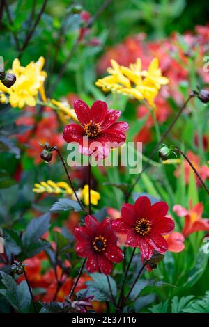 dahlien, einzelne Dahlien, Sämling, Wein rote Blume, tiefrote Blumen, gelbe Crocosmia, rote und gelbe Blumen, Blumen, Blüte, RM Blumen Stockfoto