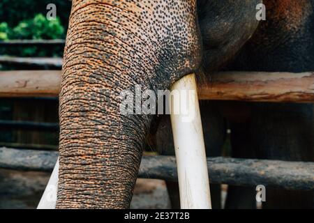 Nahaufnahme von wildem Elefantenelfenbein und Stoßzähnen im naturgrünen Hintergrund. Konzept des gefährdeten Wildlebens Stockfoto