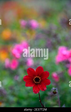 dahlien, einzelne Dahlien, Sämling, Wein rote Blume, tiefe rote Blumen, gelb rosa orange Hintergrund, rote Blumen, Blumen, Blüte, RM Blumen Stockfoto