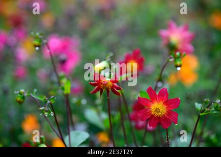 dahlien, einzelne Dahlien, Sämling, Wein rote Blume, tiefe rote Blumen, gelb rosa orange Hintergrund, rote Blumen, Blumen, Blüte, RM Blumen Stockfoto