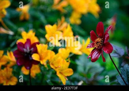 dahlien, einzelne Dahlien, Sämling, Wein rote Blume, tiefrote Blumen, gelbe Crocosmia, rote und gelbe Blumen, Blumen, Blüte, RM Blumen Stockfoto