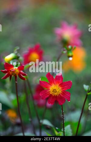 dahlien, einzelne Dahlien, Sämling, Wein rote Blume, tiefe rote Blumen, gelb rosa orange Hintergrund, rote Blumen, Blumen, Blüte, RM Blumen Stockfoto