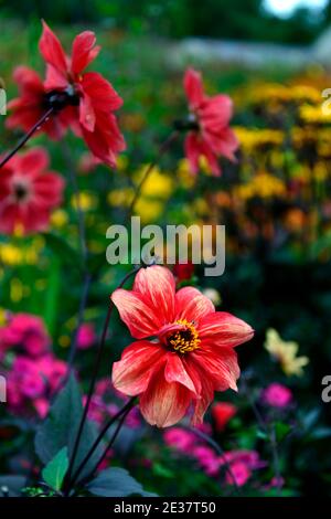 Dahlia Sämling, rote Blumen, Pfingstrose blühte Dahlie, Bett, Grenze, rote Blüte, Kombination, rote Dahlien, Blumen, Blüte, gemischte Pflanzung Schema, gemischte Bett, Stockfoto