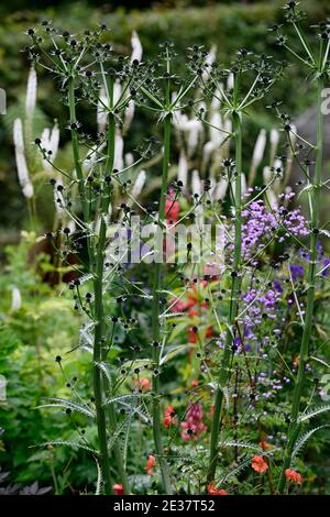 eryngium guatemalense, Blumen, Blüte, gemischte Grenze, Zierdistel, Gärten, gemischte Pflanzung Schema, RM Floral Stockfoto