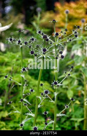 Eryngium guatemalense, Blumen, Blüte, gemischter Rand, Zierdistel, Gärten, RM Floral Stockfoto