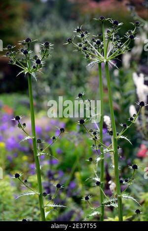 Eryngium guatemalense, Blumen, Blüte, gemischter Rand, Zierdistel, Gärten, RM Floral Stockfoto