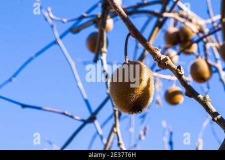 Kiwi auf dem Baum, Kiwi-Baum und Obst, Morgensonne Stockfoto