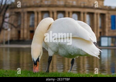 Weißer Schwan in Stuttgart, Neues Schloss im Hintergrund Staatsoper Stuttgart (Staatsoper) Stockfoto