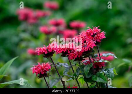 Monarda jacob Cline, Bergamot, rote Blume, scharlachrote Blumen, heiße Grenze, heißes Bett, Stauden, Bienenbalm, Bergamotten, RM Floral Stockfoto