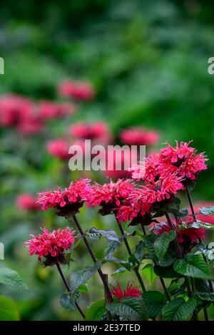 Monarda jacob Cline, Bergamot, rote Blume, scharlachrote Blumen, heiße Grenze, heißes Bett, Stauden, Bienenbalm, Bergamotten, RM Floral Stockfoto