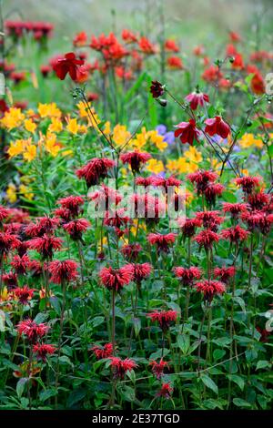 Monarda jacob Cline, Bergamot, rote Blume, scharlachrote Blumen, heiße Grenze, heißes Bett, Stauden, Bienenbalm, Bergamotten, RM Floral Stockfoto