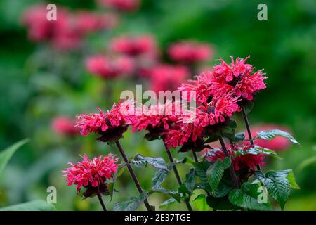 Monarda jacob Cline, Bergamot, rote Blume, scharlachrote Blumen, heiße Grenze, heißes Bett, Stauden, Bienenbalm, Bergamotten, RM Floral Stockfoto