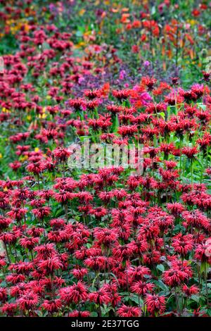 Monarda jacob Cline, Bergamot, rote Blume, scharlachrote Blumen, heiße Grenze, heißes Bett, Stauden, Bienenbalm, Bergamotten, RM Floral Stockfoto